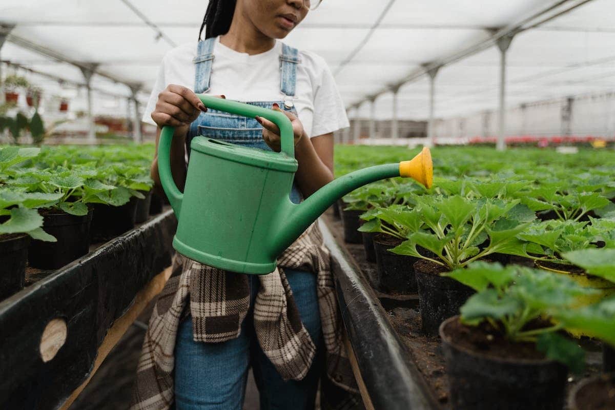 Optimiser son arrosage pour une pelouse dense et verte : méthodes écologiques et efficaces